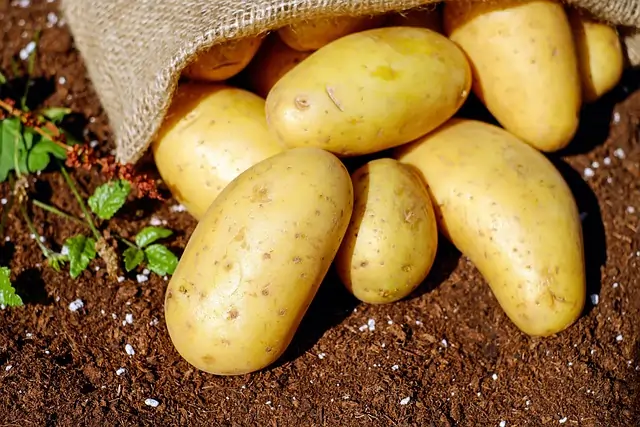 Yukon Gold Potatoes